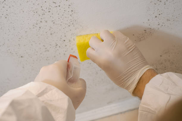 Mold Removal for HVAC Installations in Mentor, OH